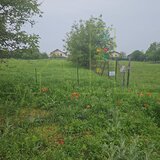 Timisoara Aslaft. Urbanism. Torontalului